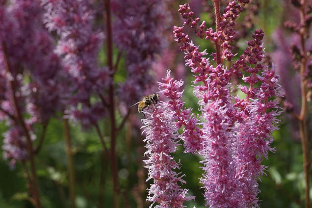 Astilbe chinensis 'Superba'