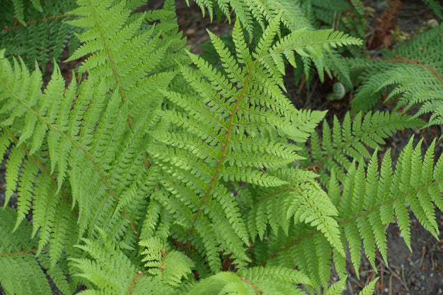 Athyrium filix-femina