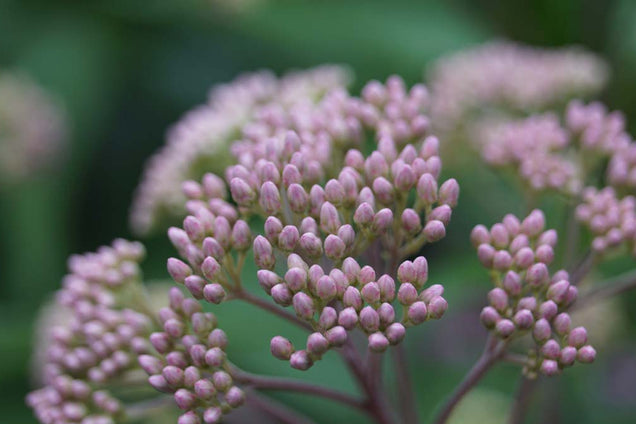 Eupatorium maculatum