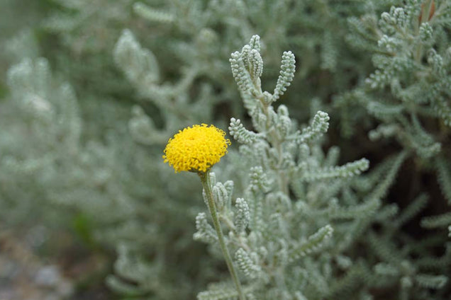 Santolina chamaecyparissus bloem