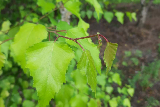 Betula pendula 'Schneverdinger Goldbirke'