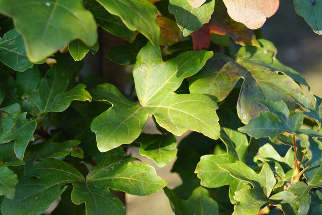 Acer campestre 'Green Column' blad