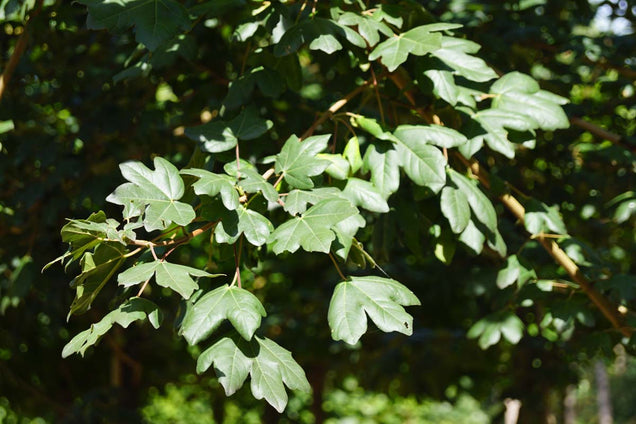 Acer campestre 'Huibers Elegant' blad