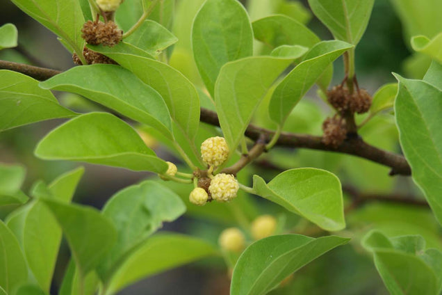 Cudrania tricuspidata bloem