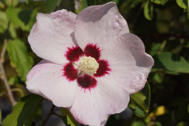 Hibiscus syriacus 'Melrose'