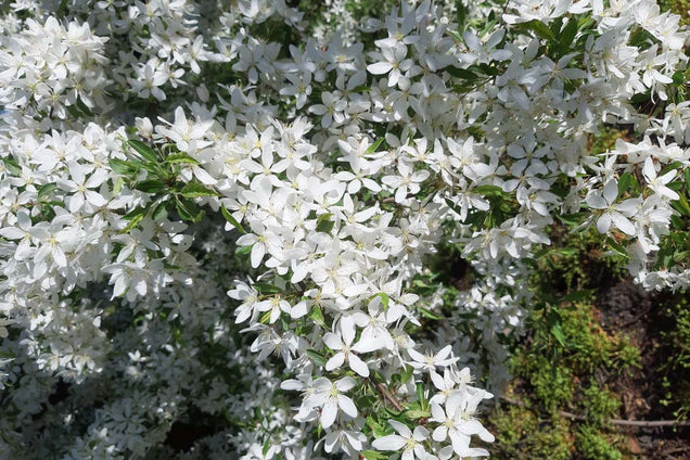 Malus toringo 'Brouwers Beauty' bloem