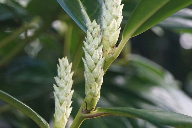Prunus laurocerasus 'Novita' bloem