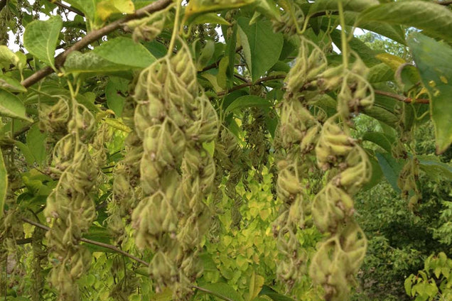 Pterostyrax corymbosa vruchten