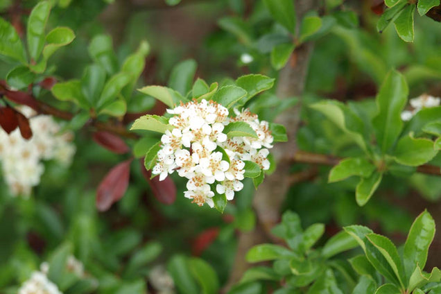 Pyracantha 'Teton'