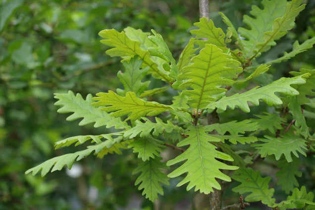 Quercus alba blad