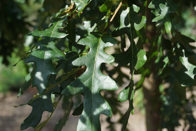 Quercus cerris blad