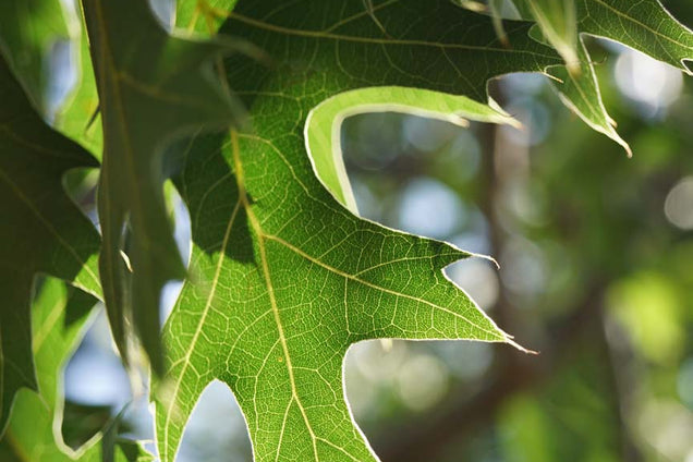 Quercus ellipsoidalis blad