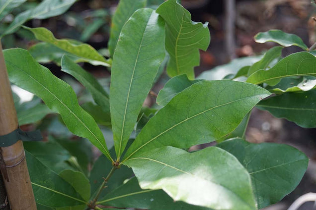Quercus imbricaria blad