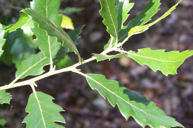 Quercus kewensis