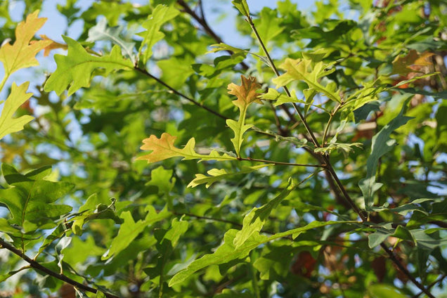 Quercus lyrata bladeren