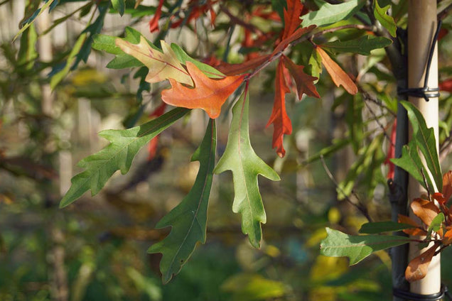 Quercus nigra herfstkleur