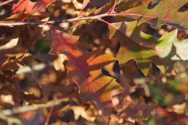 Quercus palustris herfstkleur