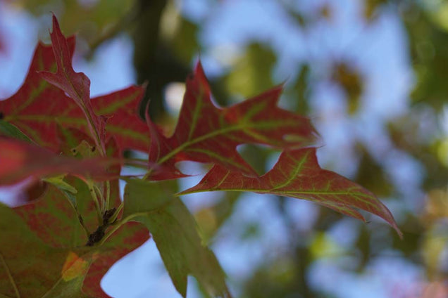 Quercus palustris 'Silhouette'