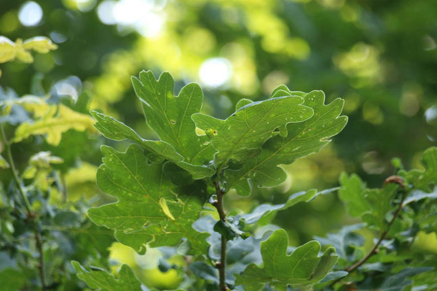 Quercus robur blad