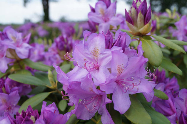 Rhododendron 'Catawbiense Boursault' bloem