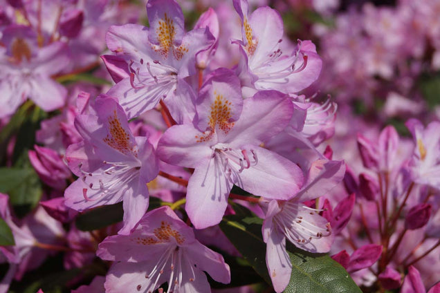 Rhododendron ponticum 'Roseum' bloem