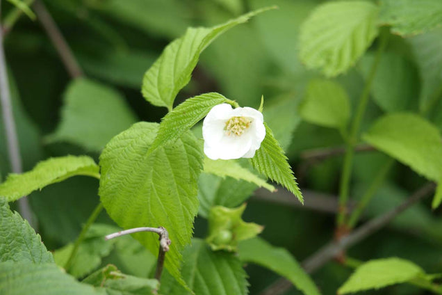 Rhodotypos scandens