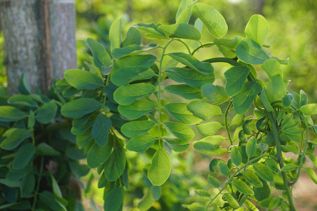 Robinia pseudoacacia 'Tortuosa' blad