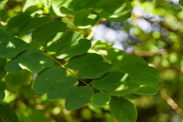 Robinia pseudoacacia 'Bessoniana' blad