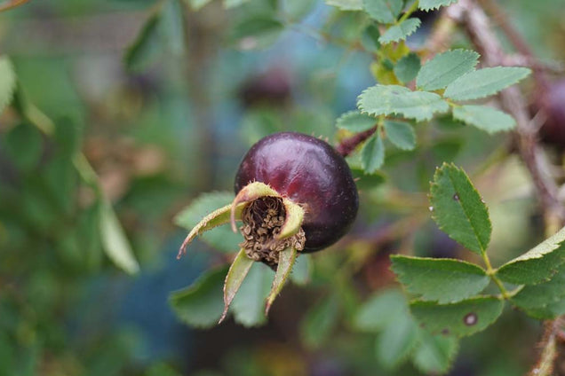 Rosa spinosissima