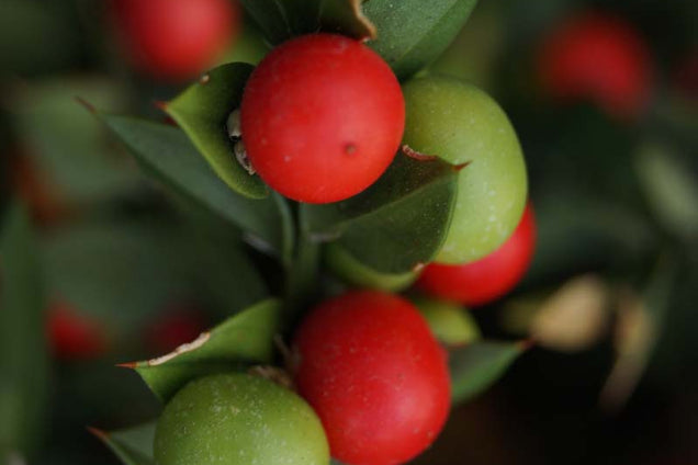 Ruscus aculeatus