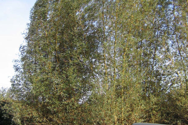 Salix alba 'Belders'