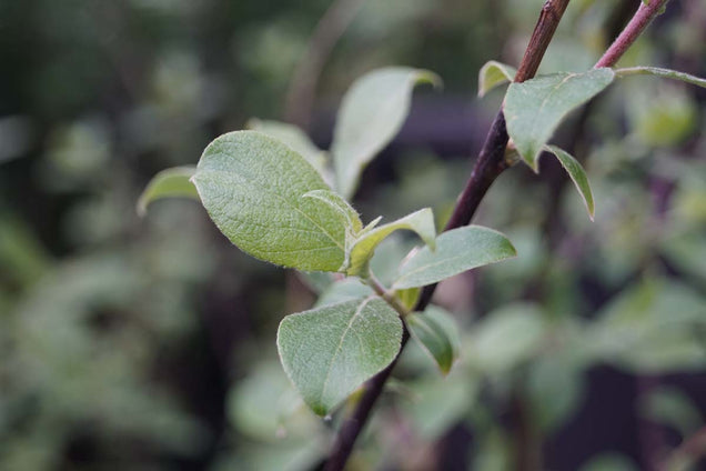 Salix caprea blad
