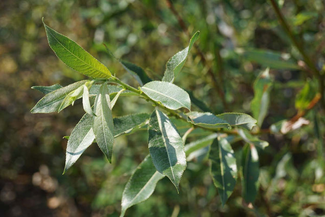 Salix daphnoides