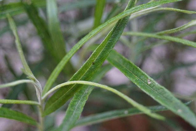 Salix rosmarinifolia blad