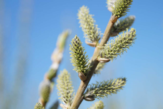 Salix viminalis bloem