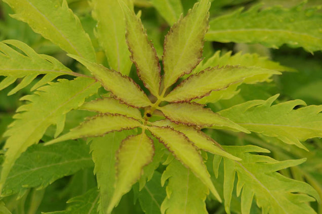 Sambucus racemosa 'Plumosa Aurea' blad