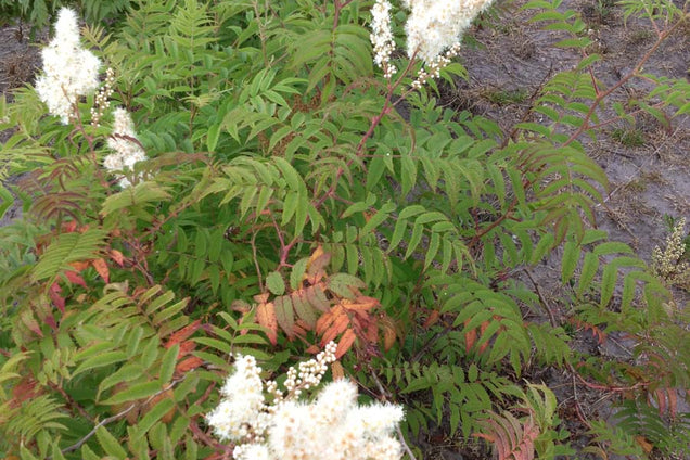 Sorbaria kirilowii