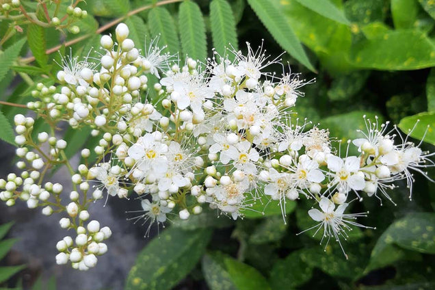 Sorbaria sorbifolia bloem