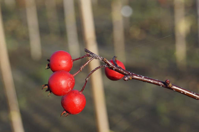 Sorbus aucuparia 'Aspleniifolia' bes