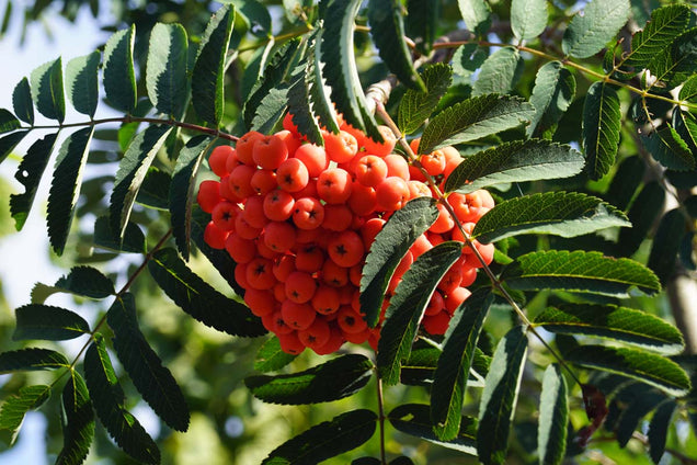 Sorbus aucuparia 'Sheerwater Seedling' bessen