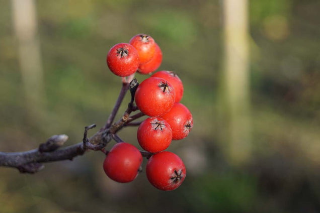 Sorbus hybrida 'Gibbsii' bes