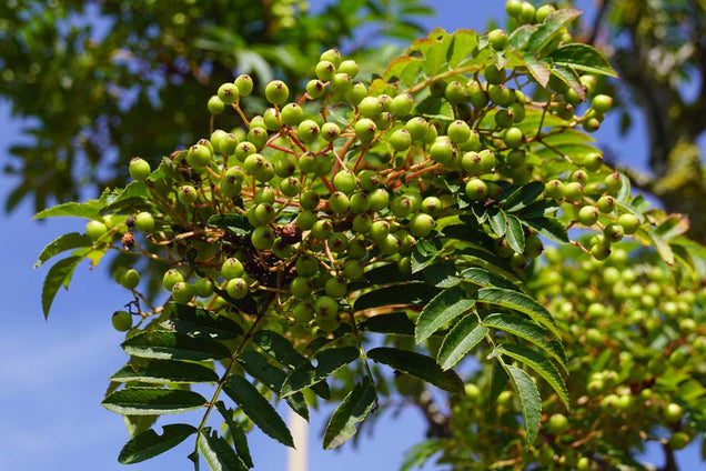 Sorbus 'Joseph Rock' bes