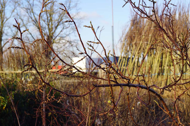 Stachyurus praecox