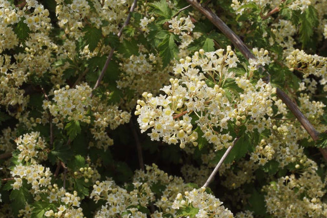 Stephanandra incisa 'Crispa'