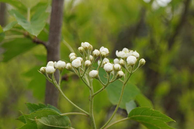Sorbus torminalis bloem