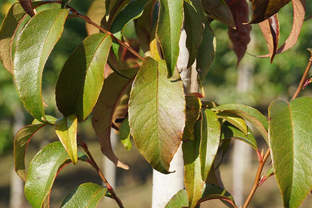 Stewartia monadelpha