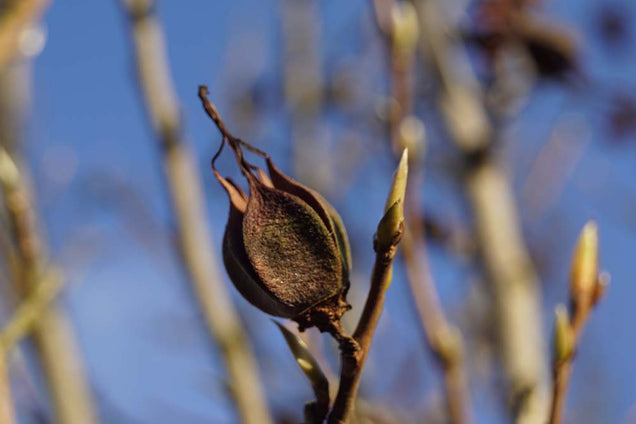 Stewartia rostrata zaaddoos