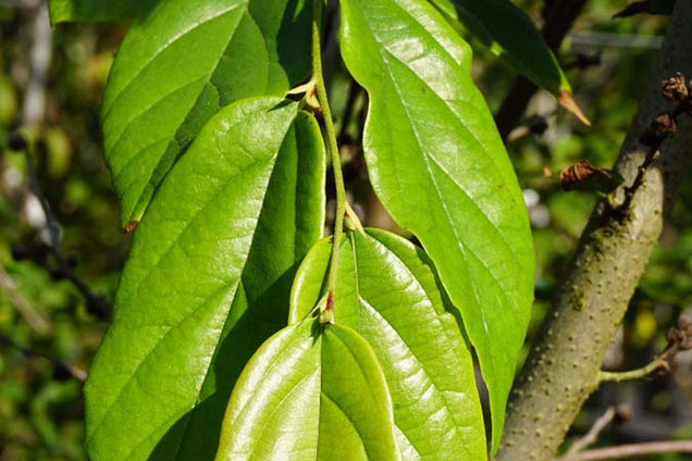 Sycoparrotia semidecidua blad