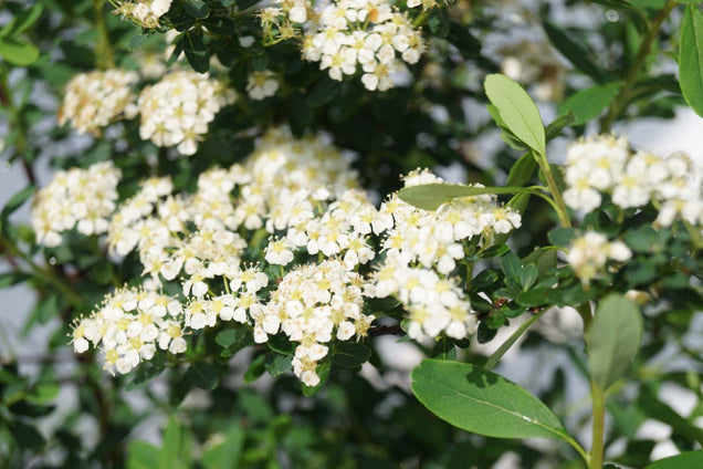 Spiraea arguta bloem