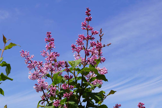 Syringa josikaea bloem